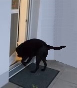 Pendelt&uuml;r Toni 2